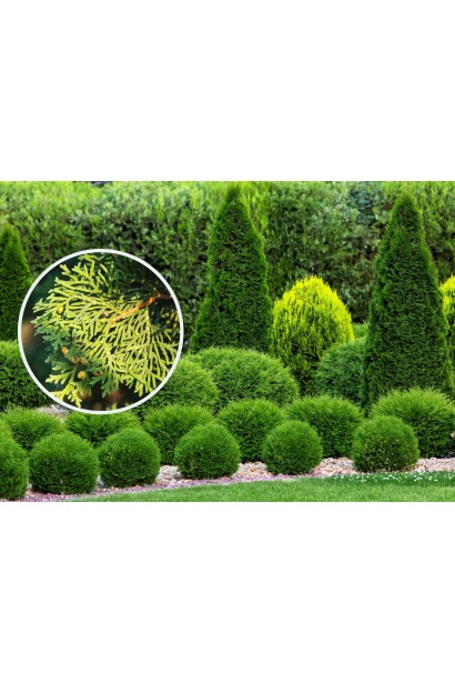 Туя західна Брабант Топіар Куля в ландшафті